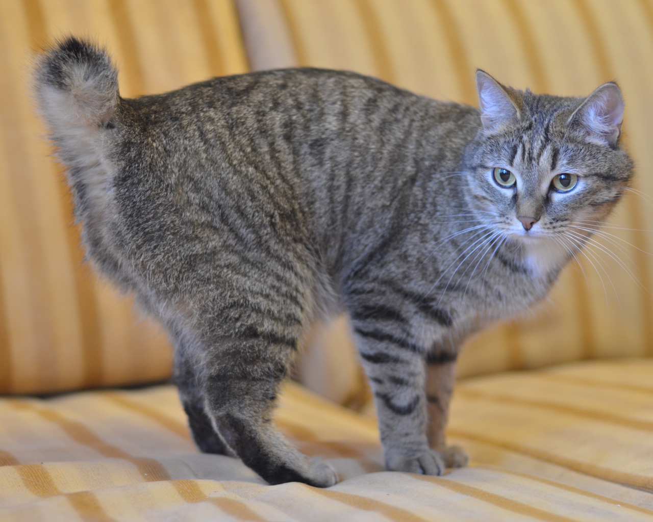 Серый курильский бобтейл на диване