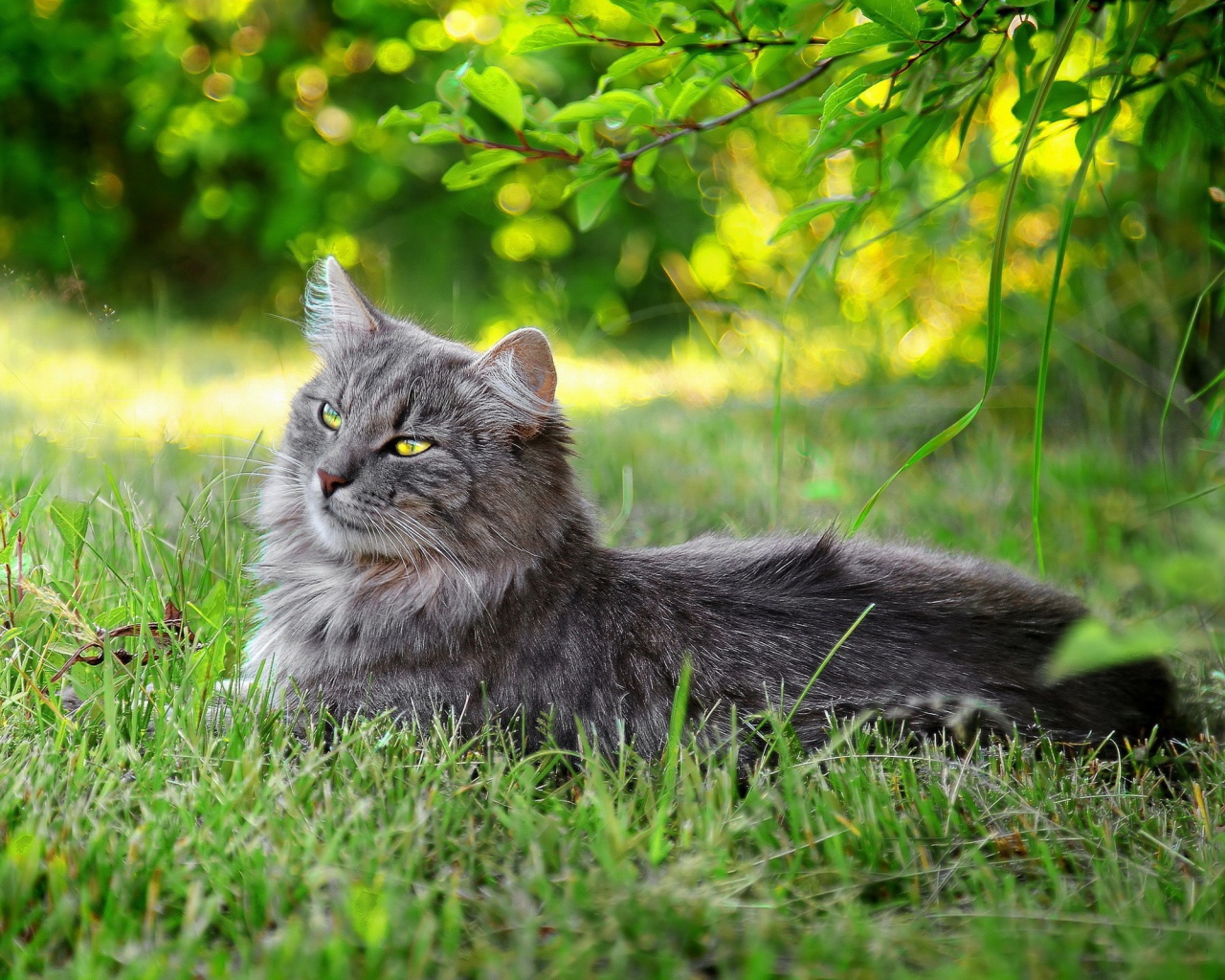 Серый кот лежит в траве