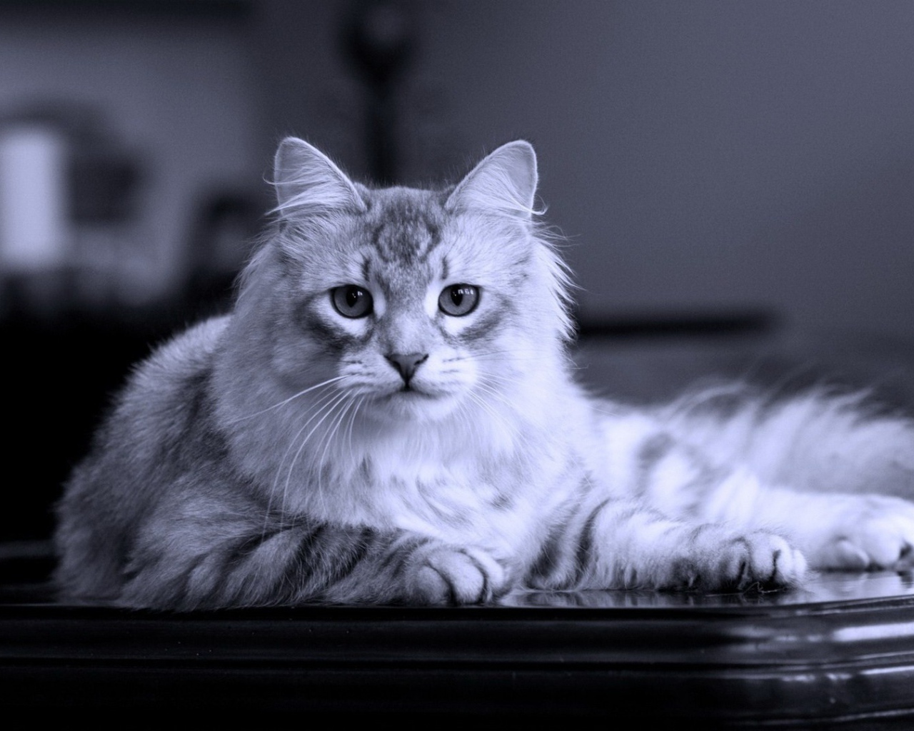 Серый кот на черном столе