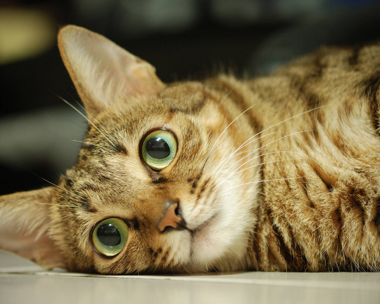 Серый кот с большими глазами