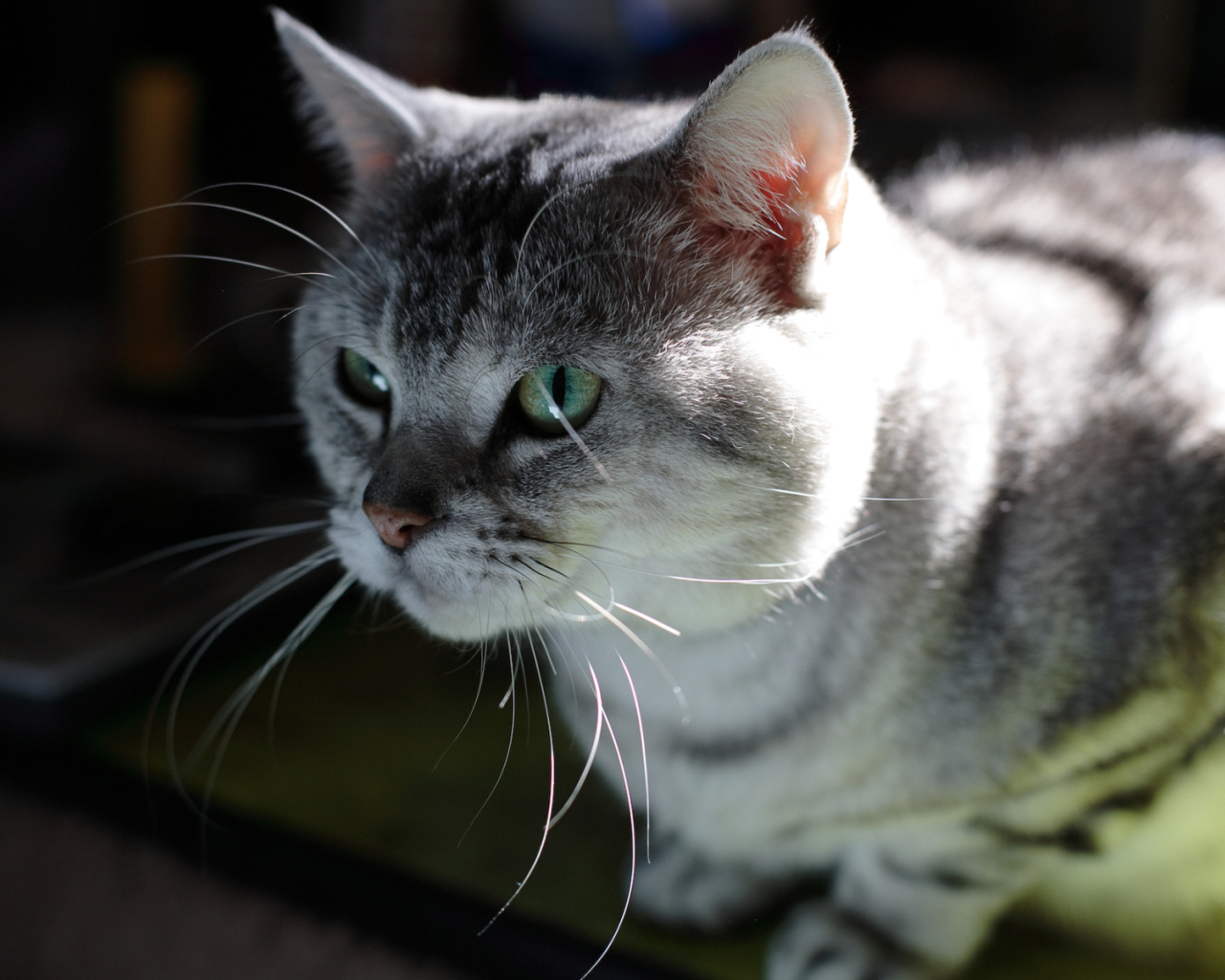 Серый усатый кот