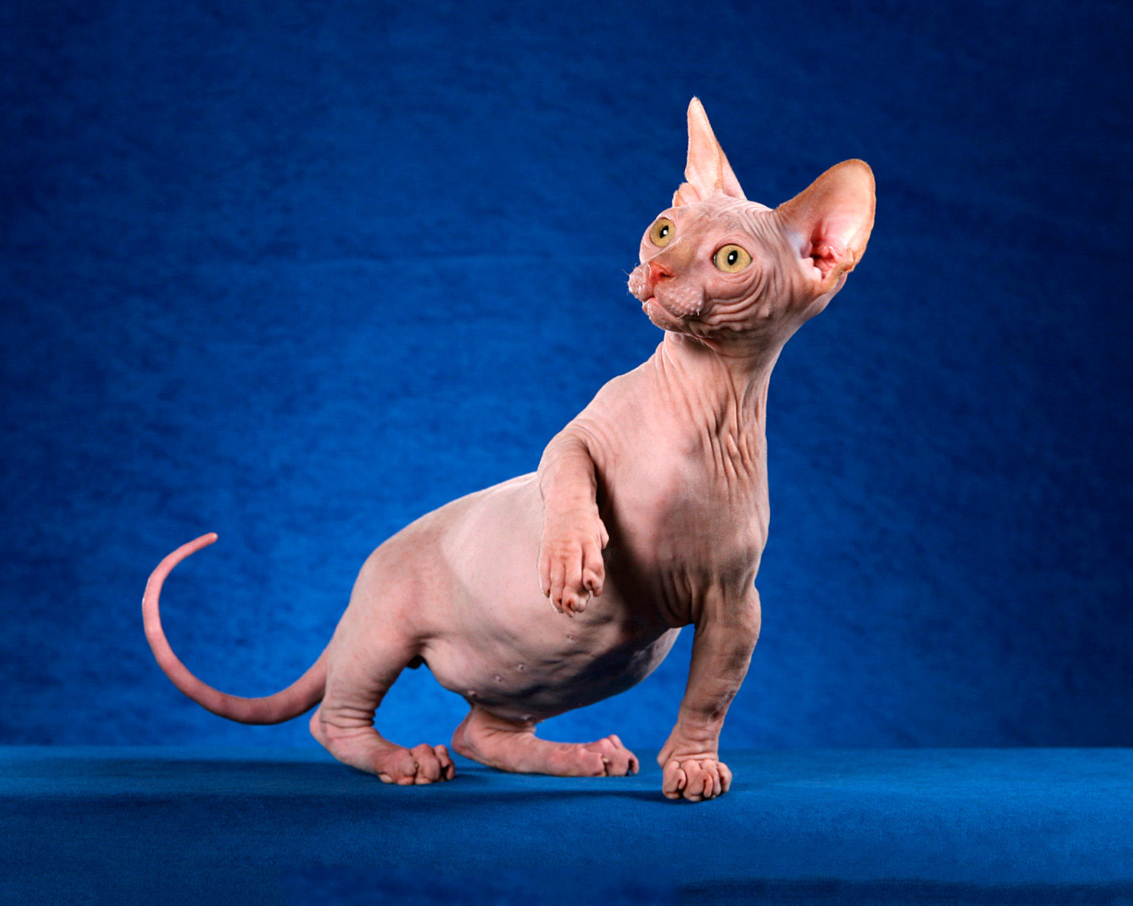Безшерстный кот минскин