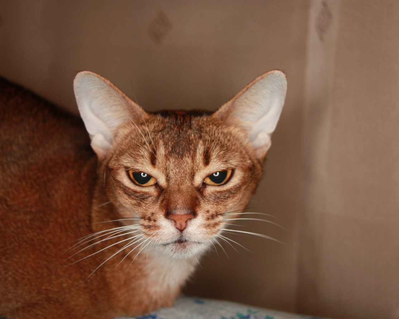 Домашняя абиссинская кошка