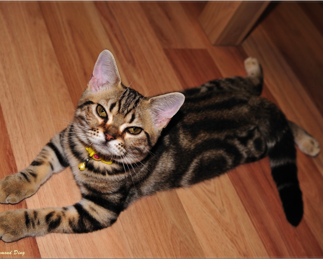 Домашняя американская короткошерстная кошка