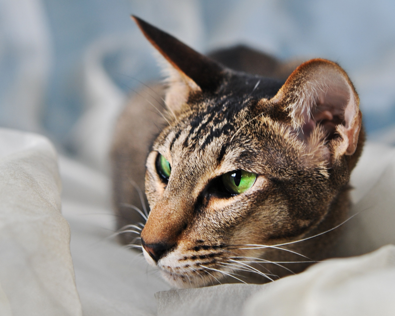 Домашняя ориентальная короткошерстная кошка