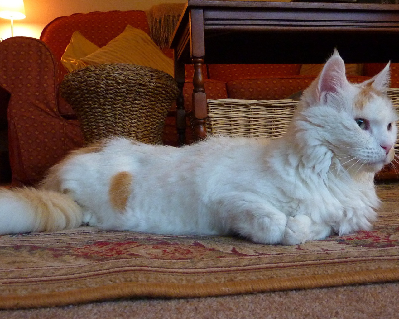 Домашний турецкий ван