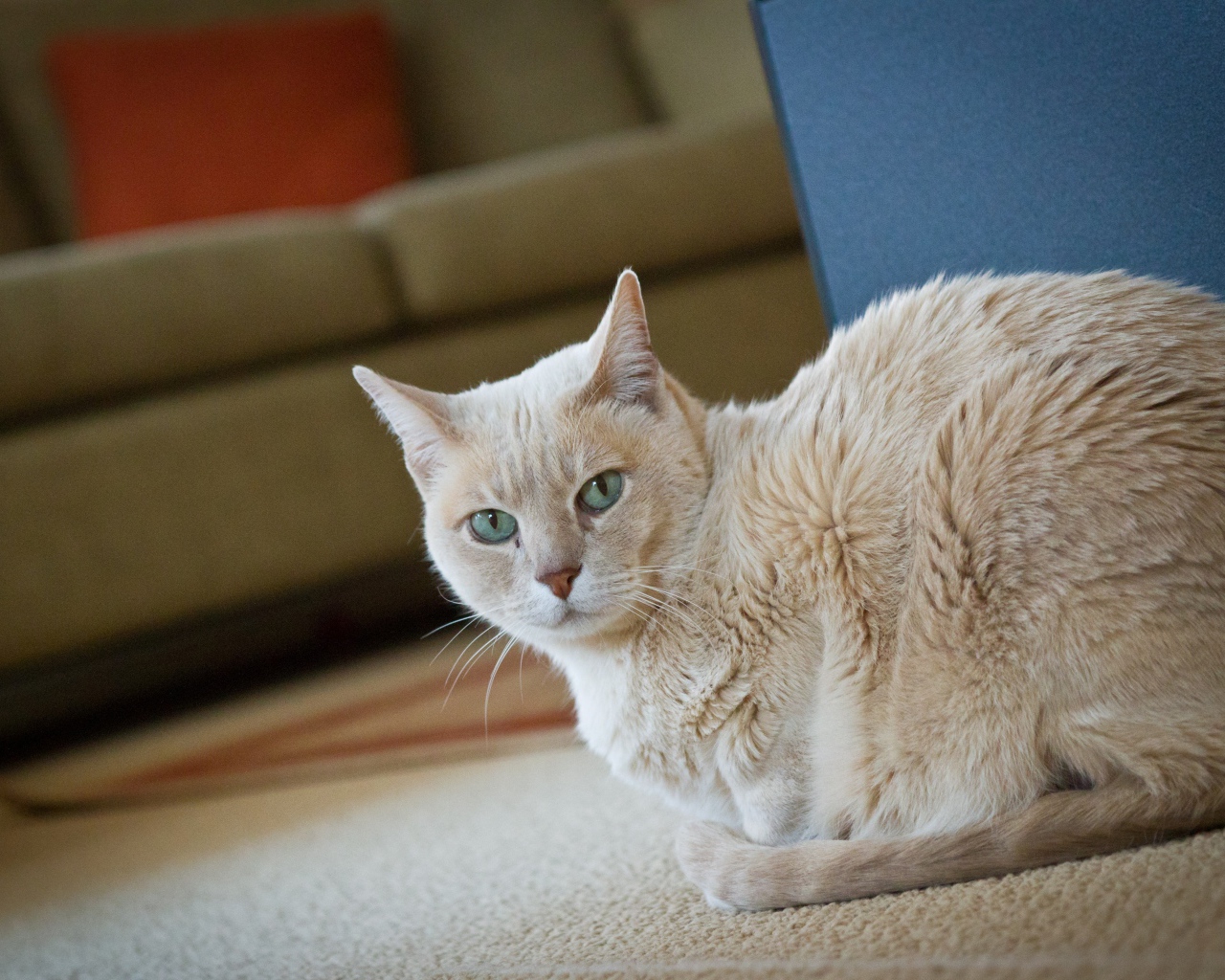 Домашний кот австралийский мист