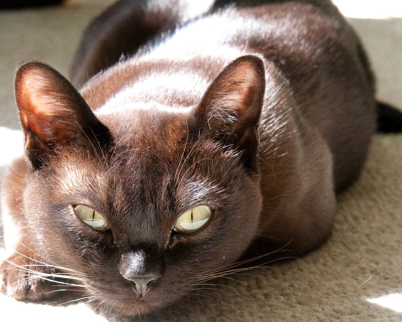 Охотник бурманская кошка