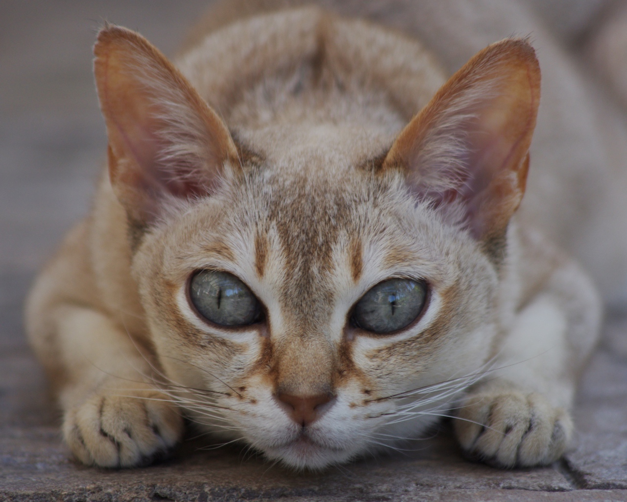 Охотник сингапурская кошка