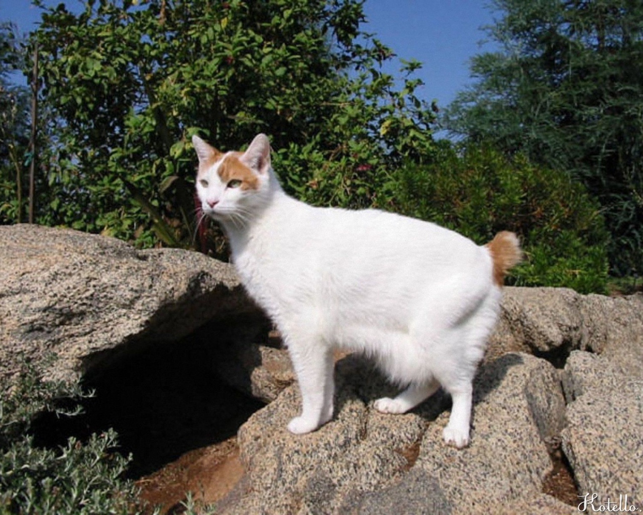 Японский бобтейл на природе