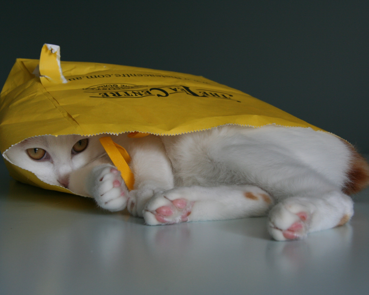 Японский бобтейл в пакете