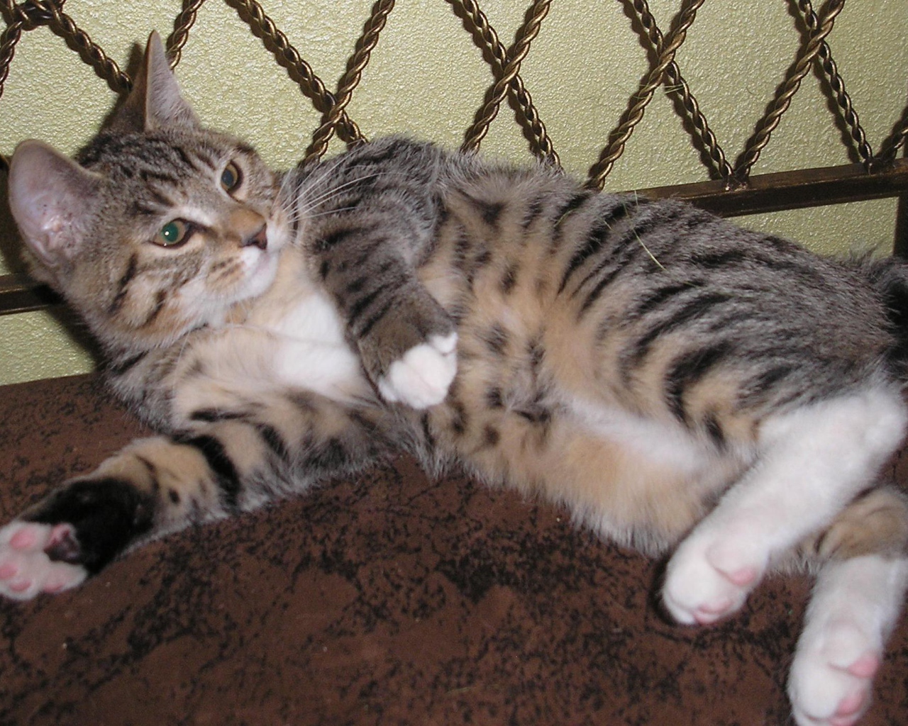 Японский бобтейл лежит