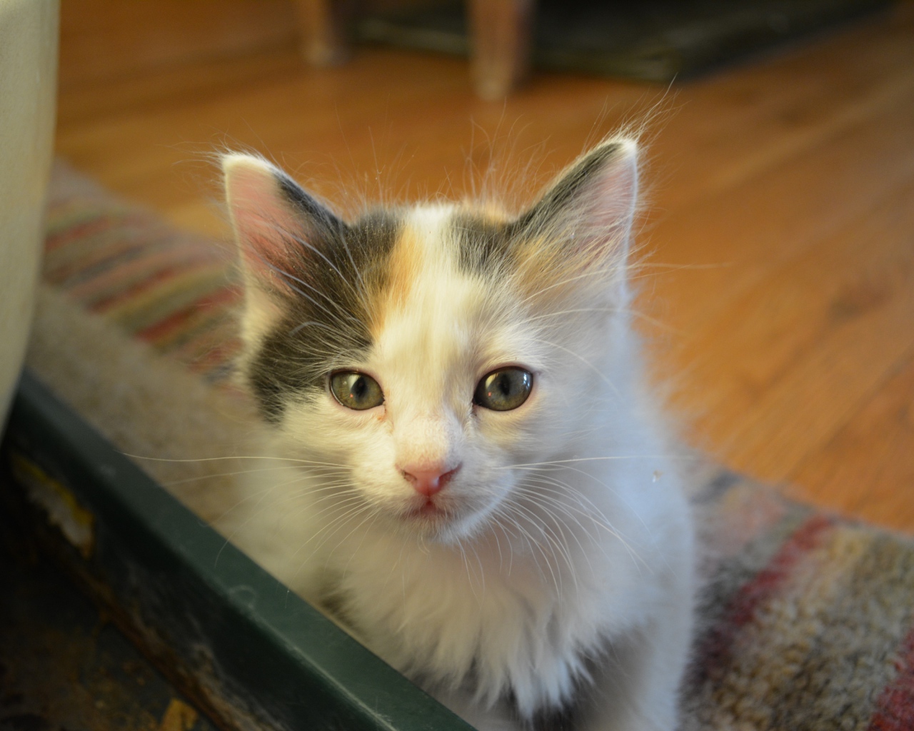 Котенок японского бобтейла