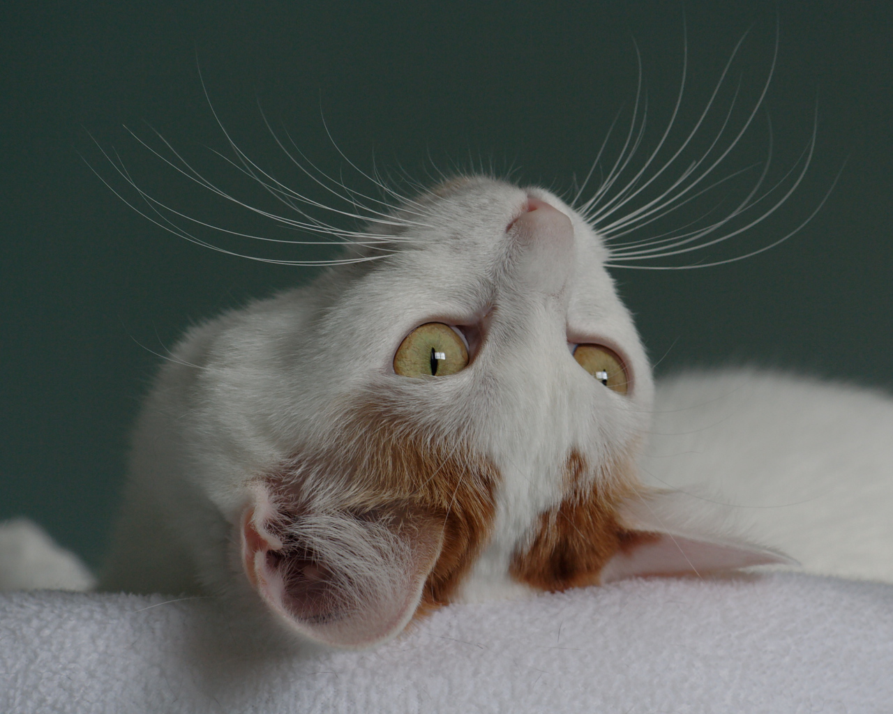 Японский бобтейл смотрит вверх