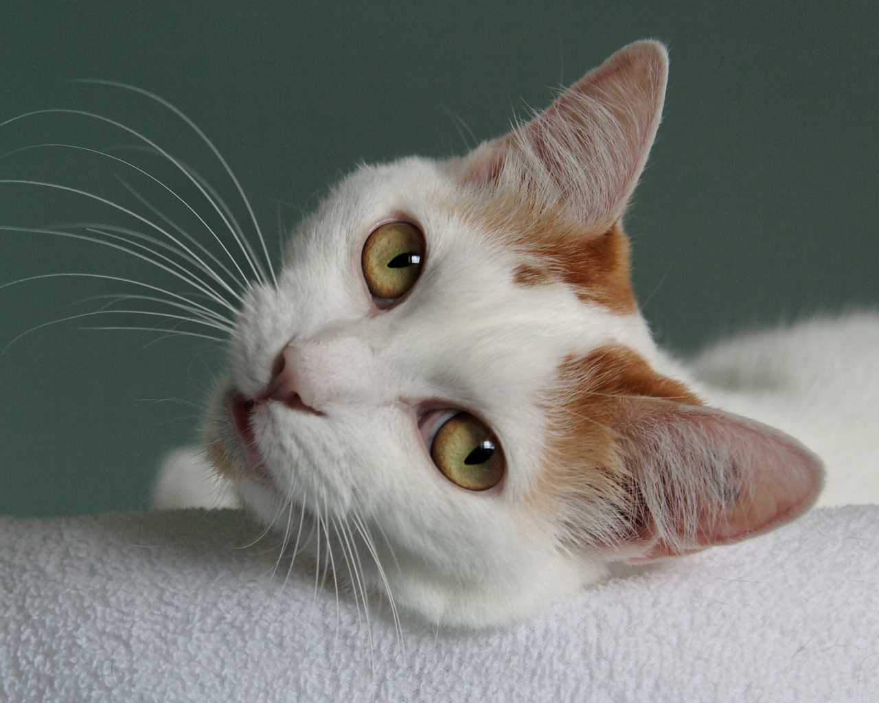 Глаза кота японский бобтейл