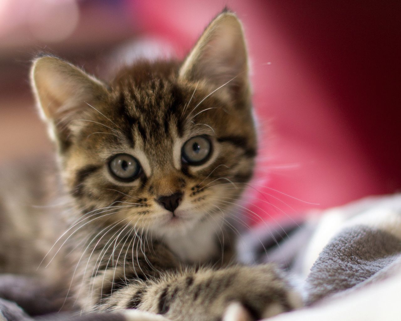 Просто серый котенок