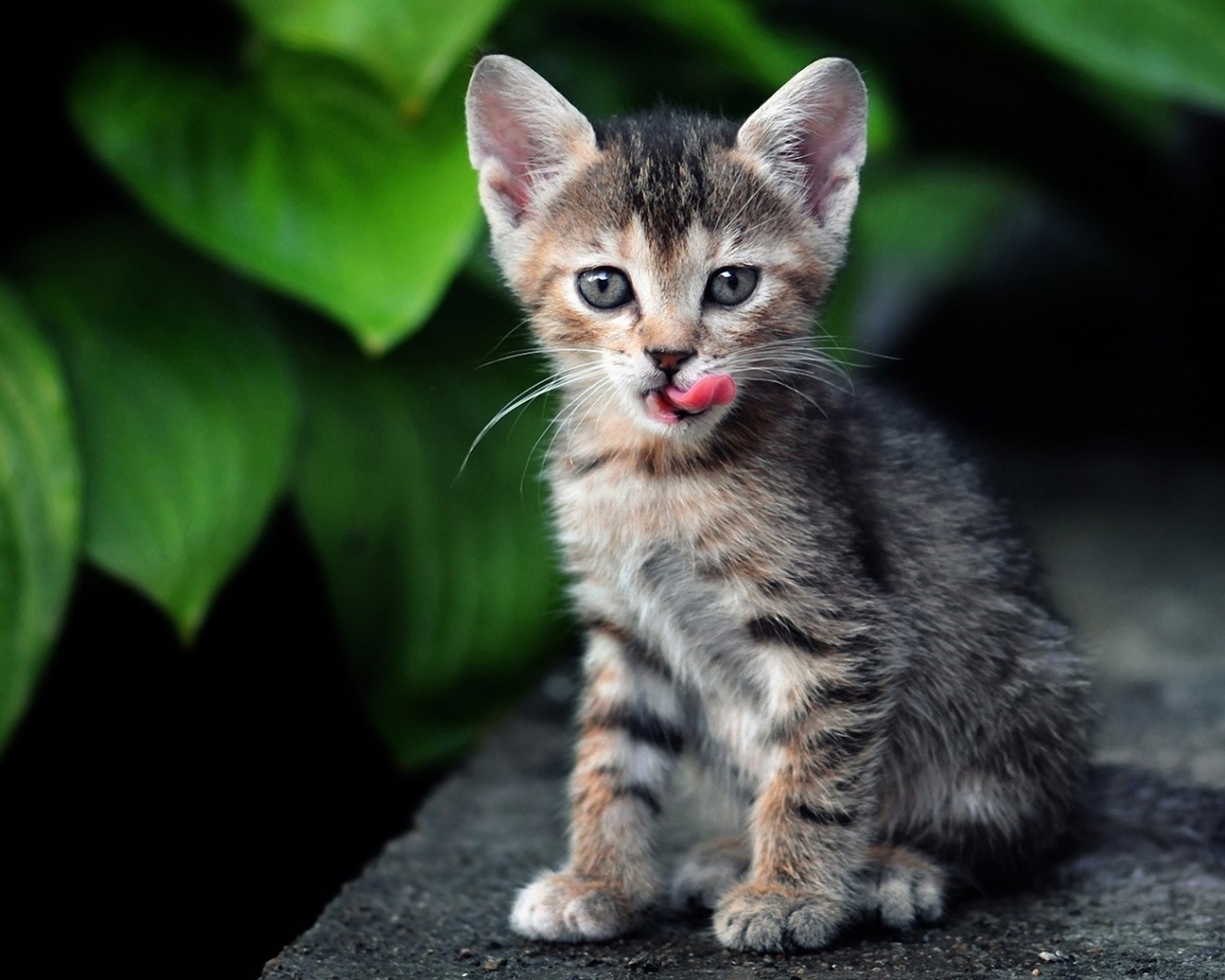 Котенок европейской короткошерстной кошки