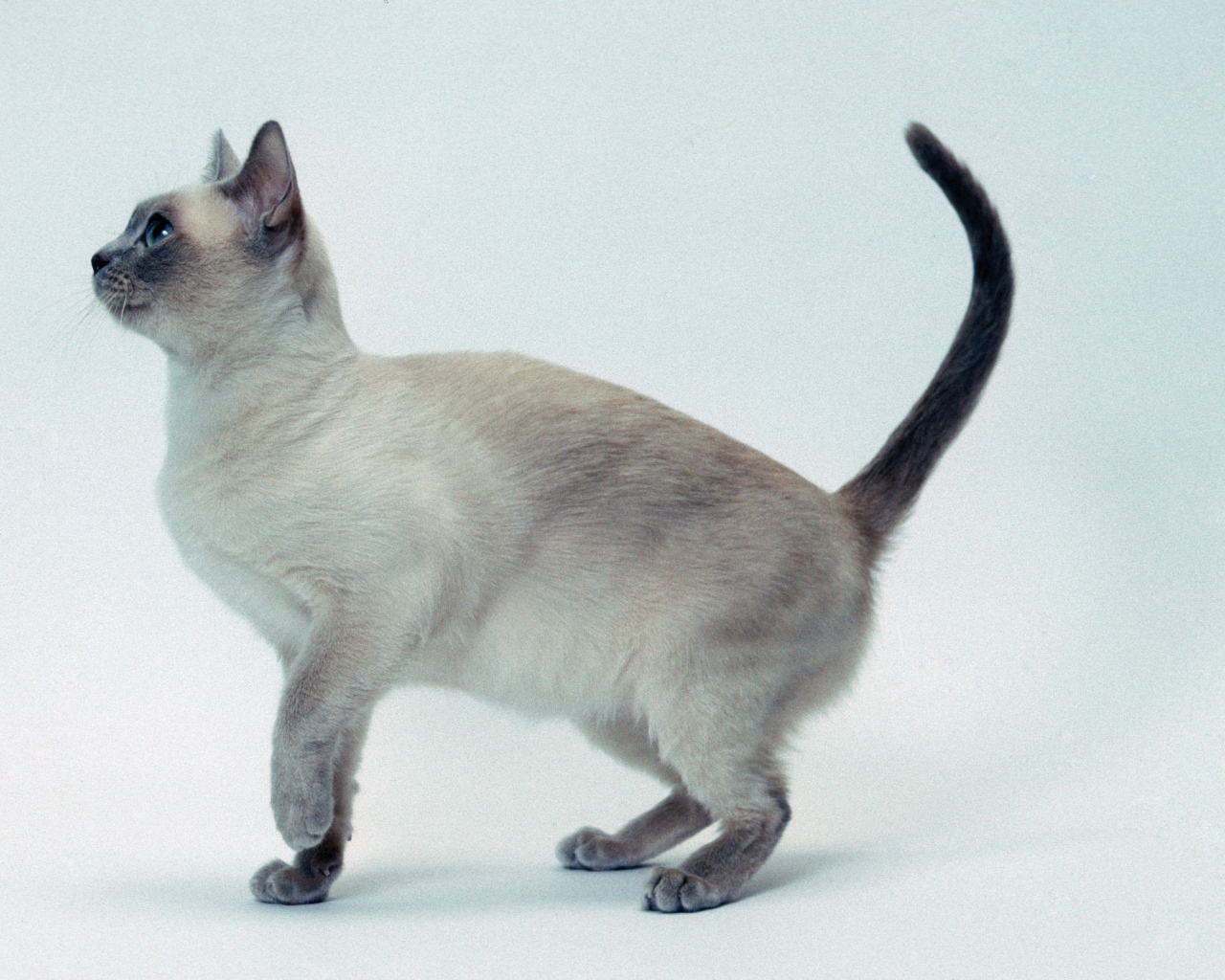 Котенок тонкинской кошки