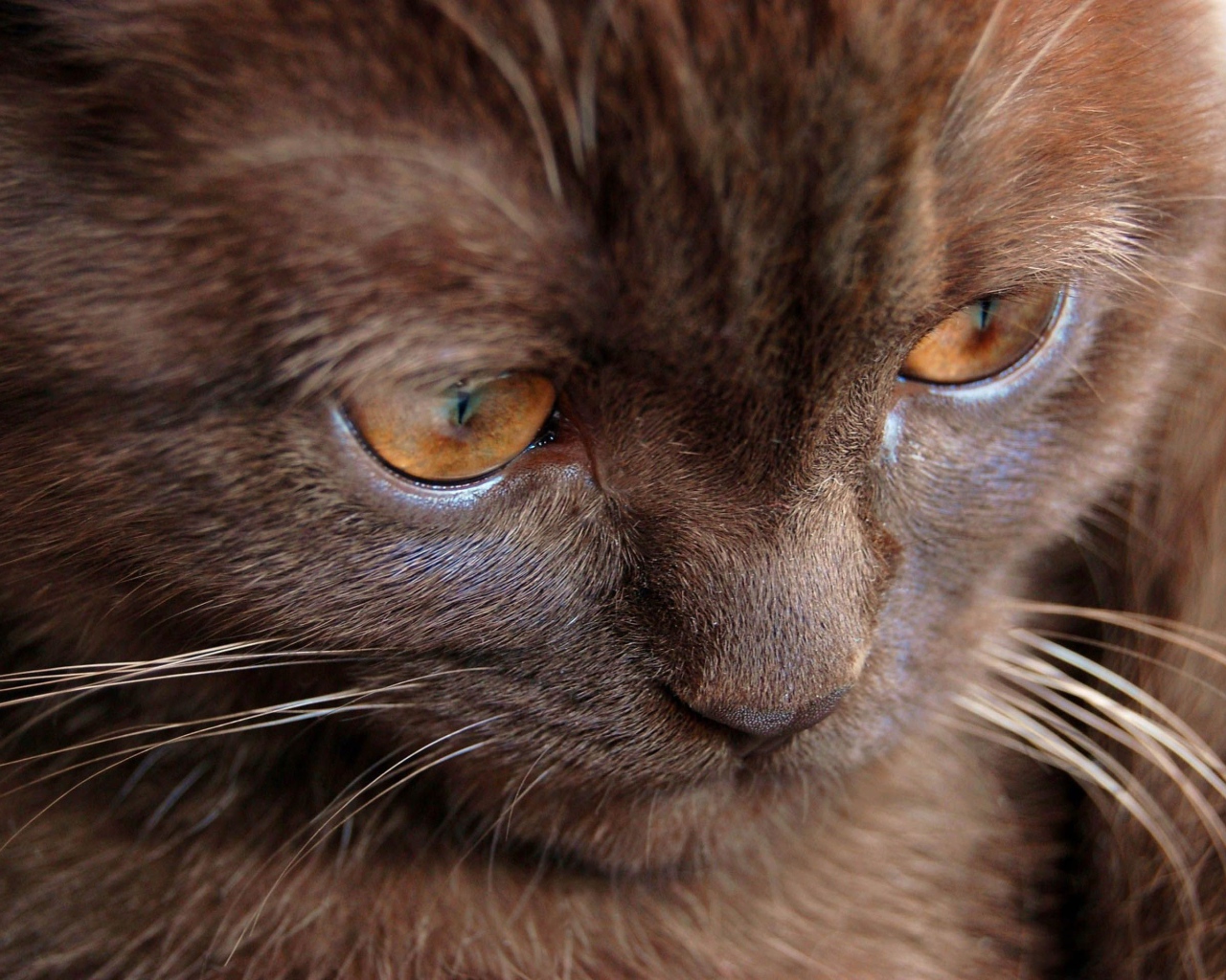 Котенок йоркской шоколадной кошки