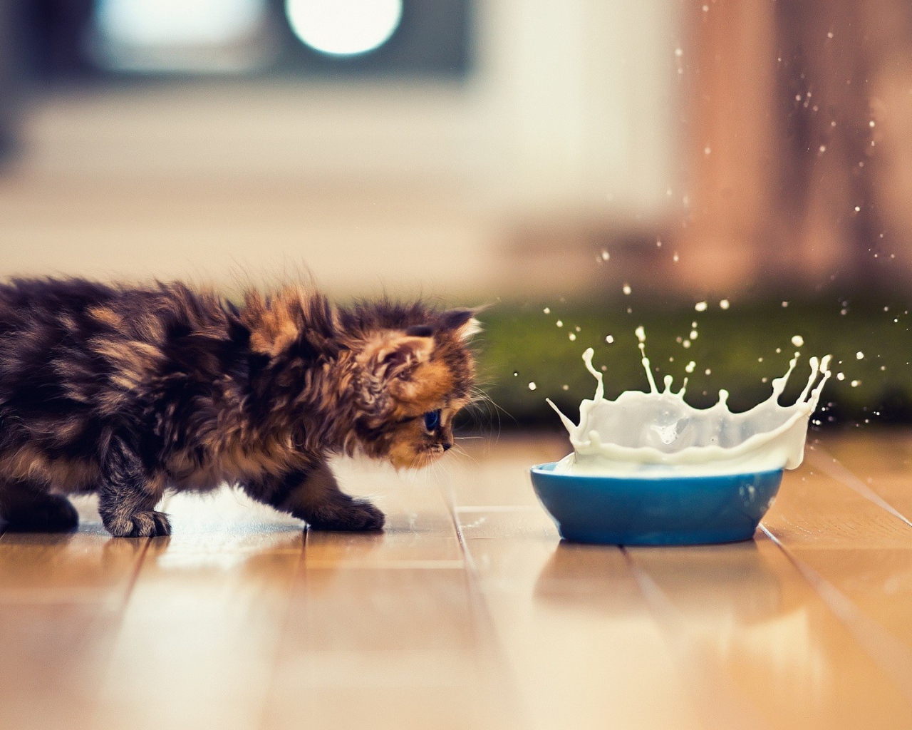 Kitten and splashes of milk
