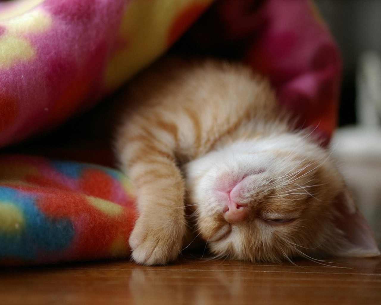 Котенок спит в одеяле