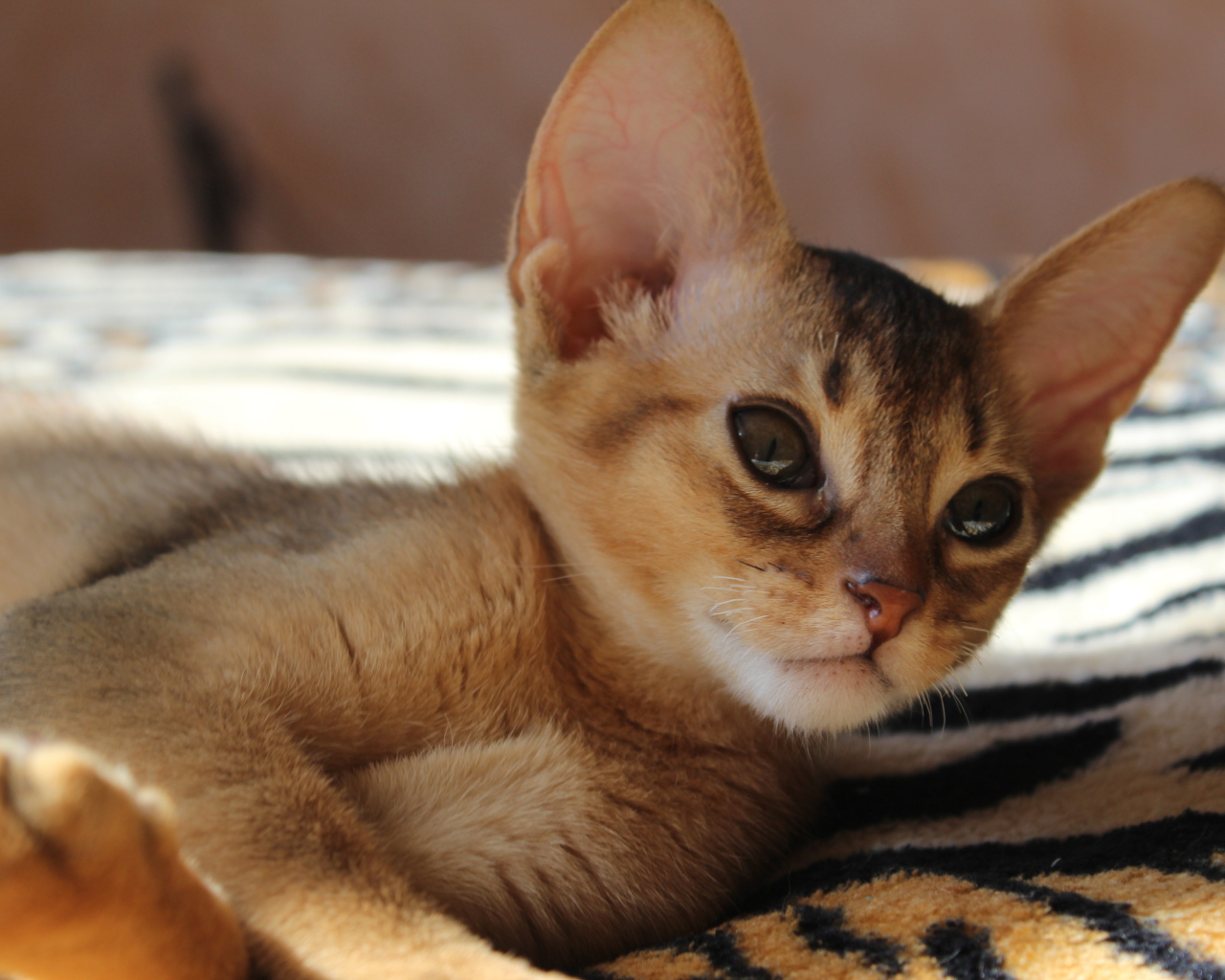 Котенок породы абиссинская кошка
