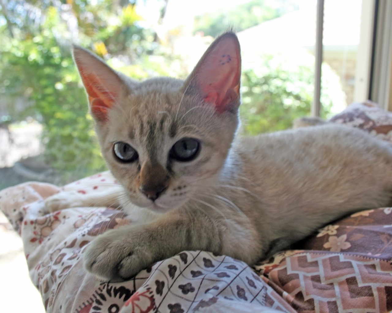 Котенок породы австралийский мист