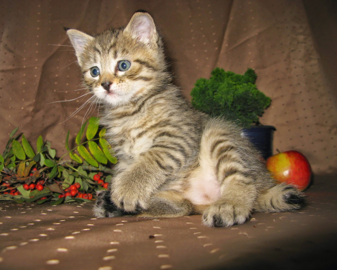 Котенок породы пиксибоб