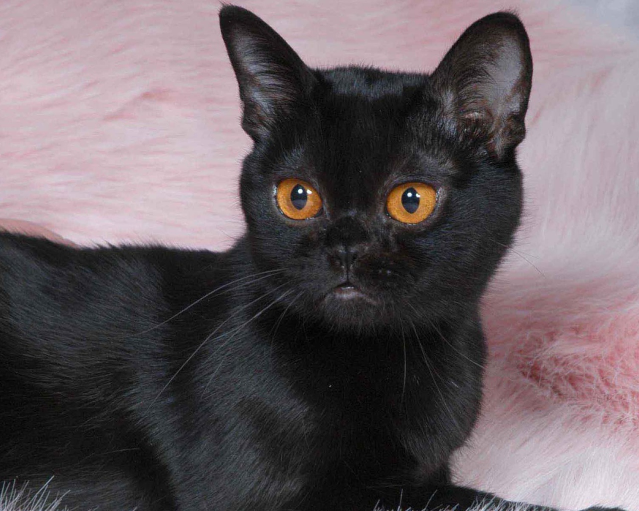 Котенок породы бомбейская кошка