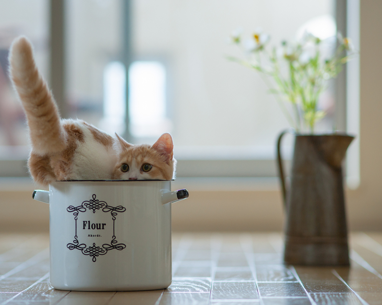 Котенок в кастрюле