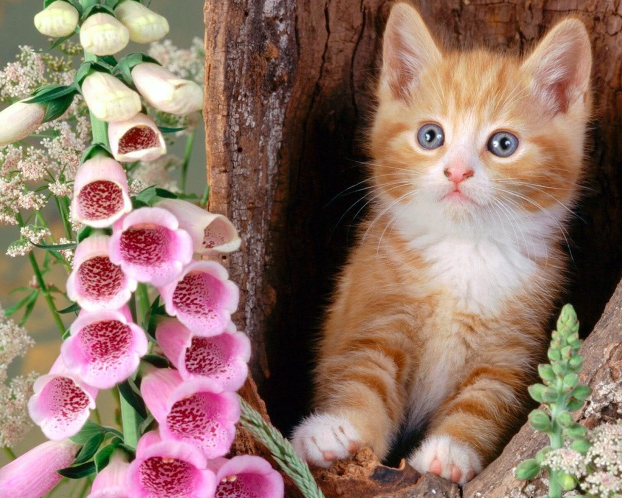 Котенок в дупле с цветками