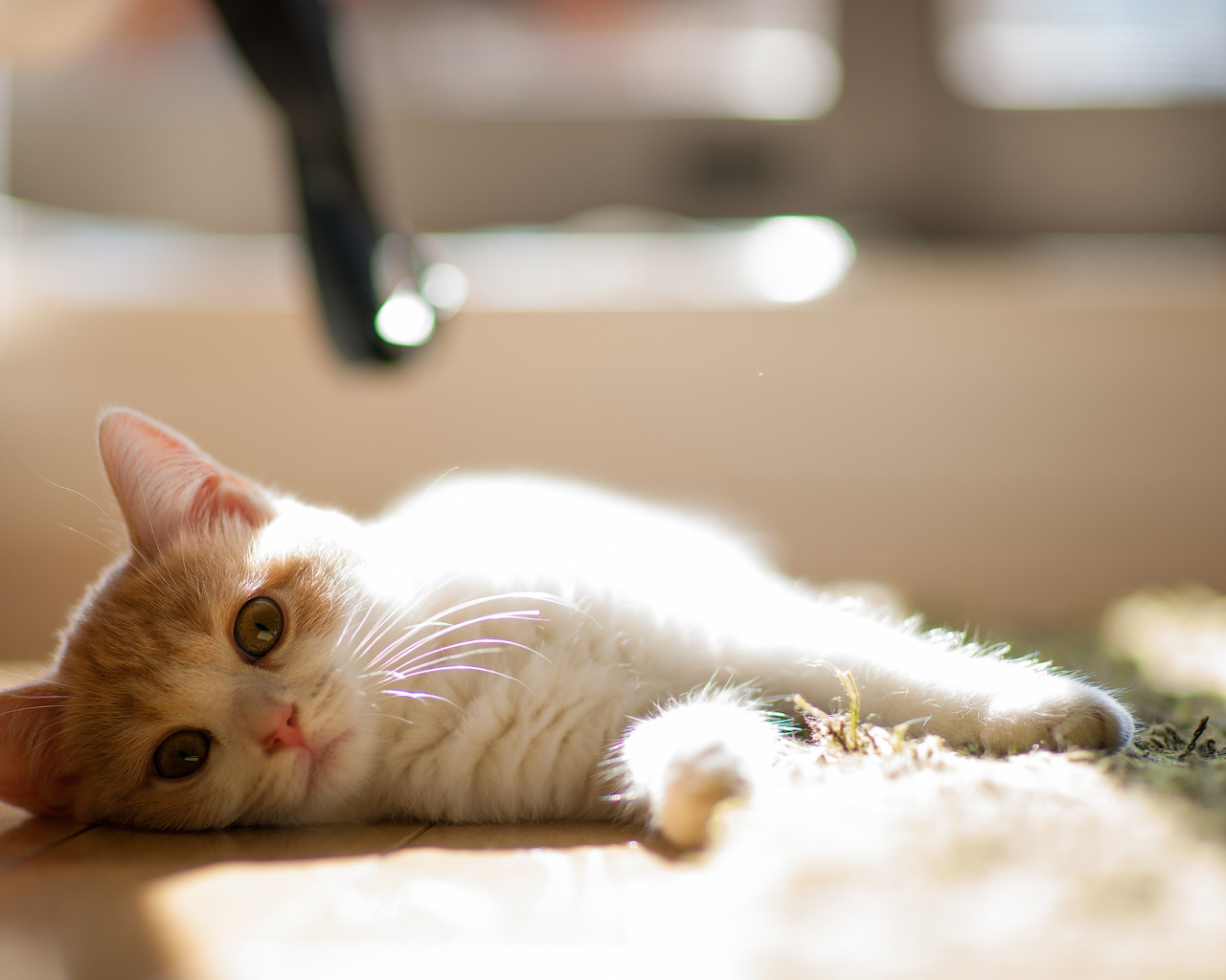 Котенок лежит на боку