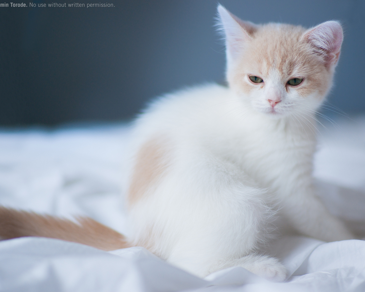 Котенок на белой постели