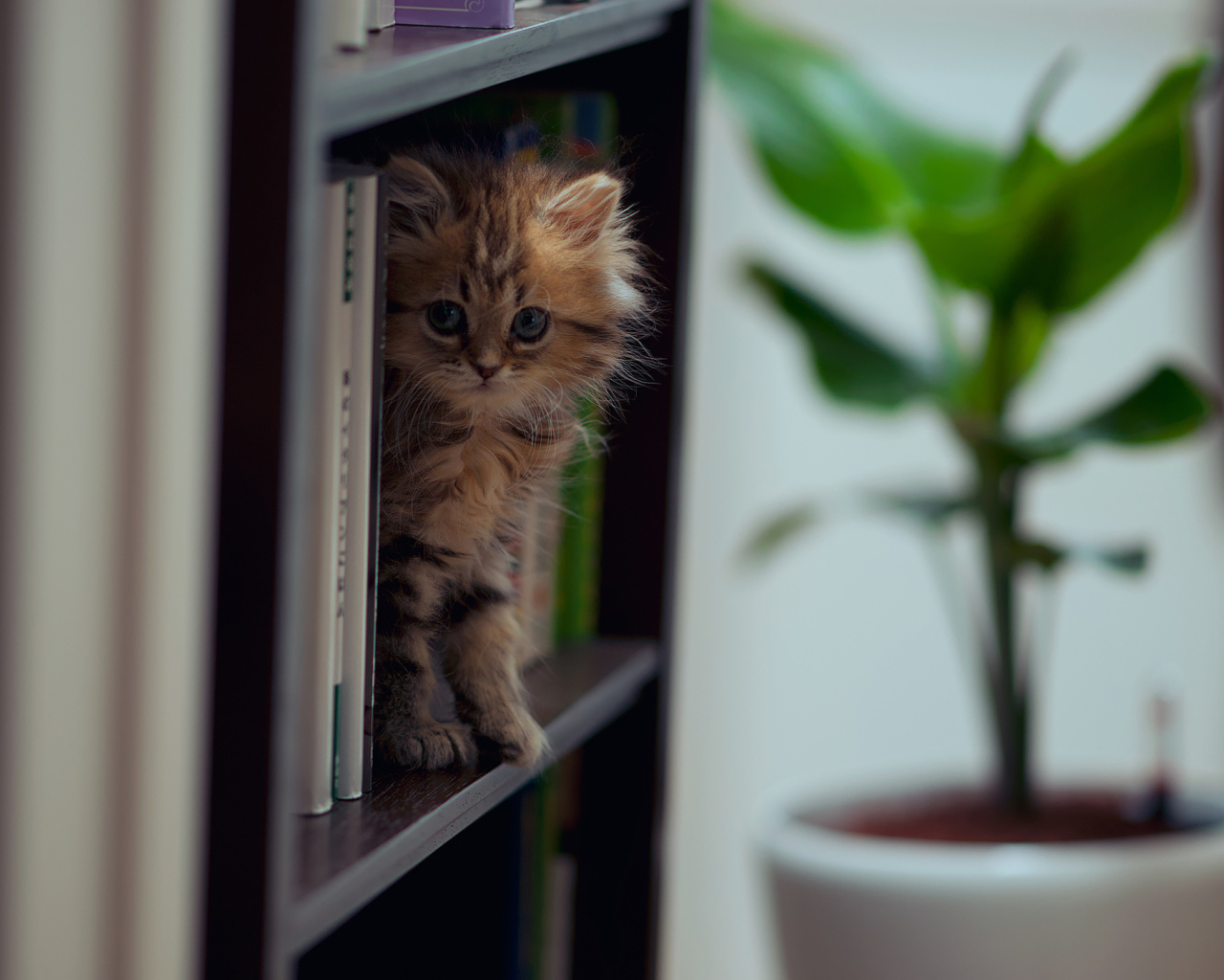 Котенок на полке