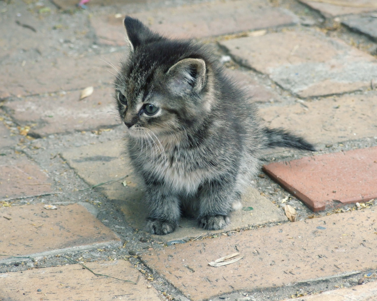 Котенок на улице