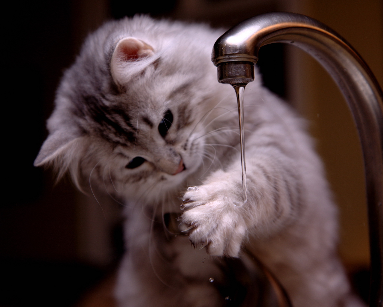 Котенок играет с водой