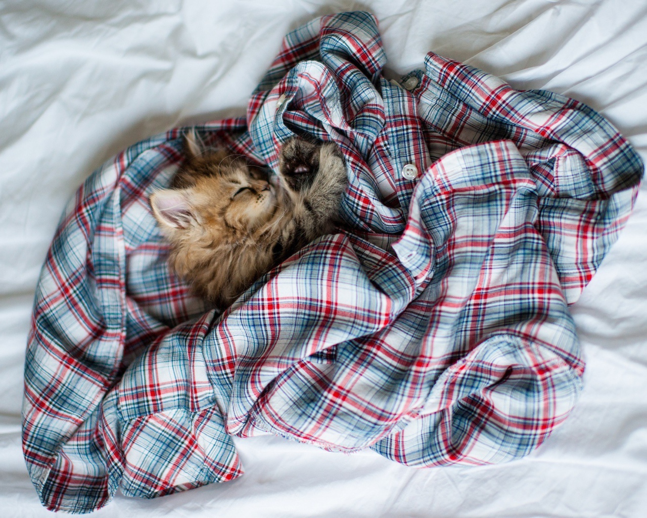 Котенок спит в рубашке