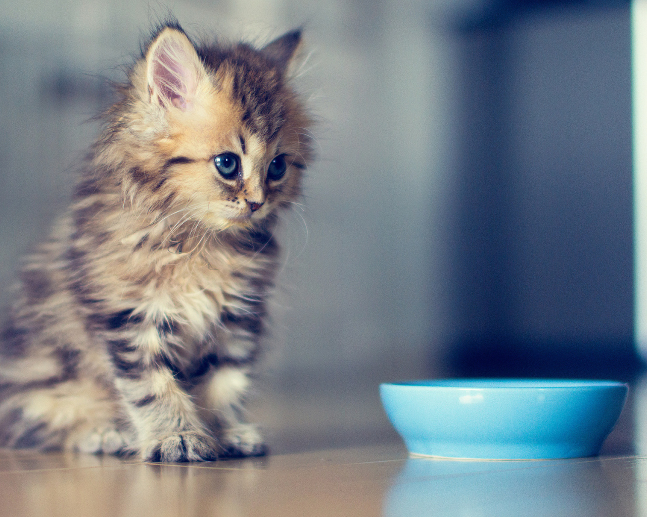 Котенок хочет кушать