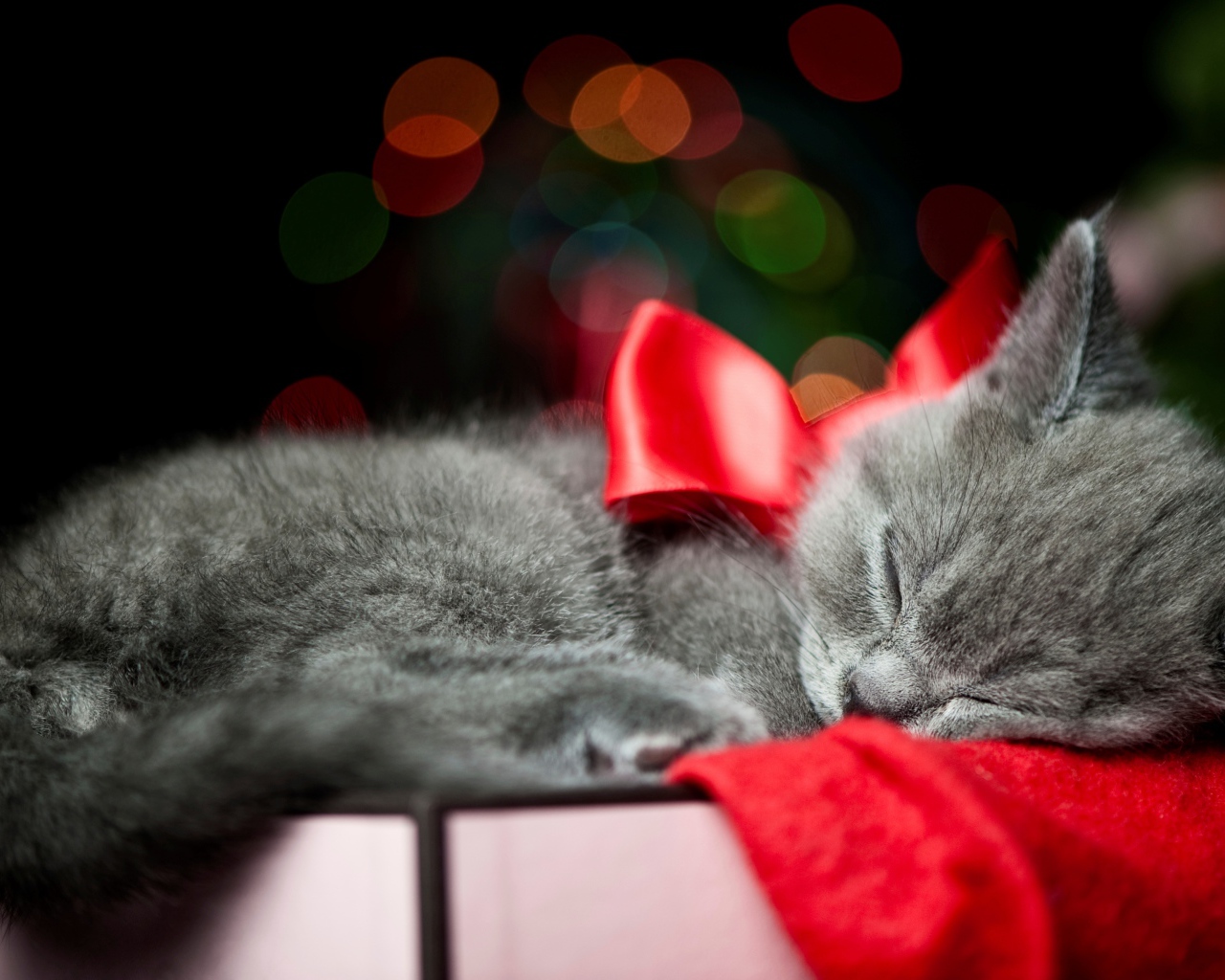 Котенок с красным бантом