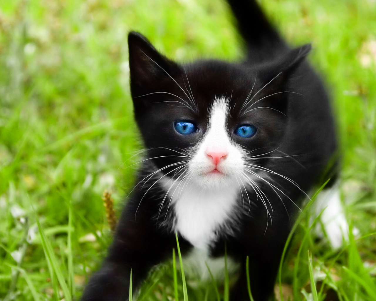 Котенок с голубыми глазами