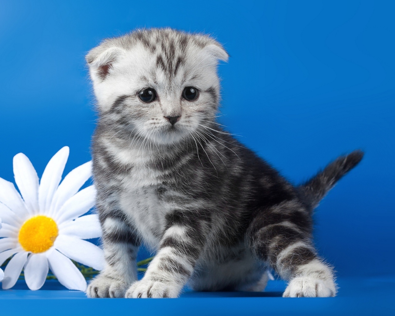 Котенок с ромашками