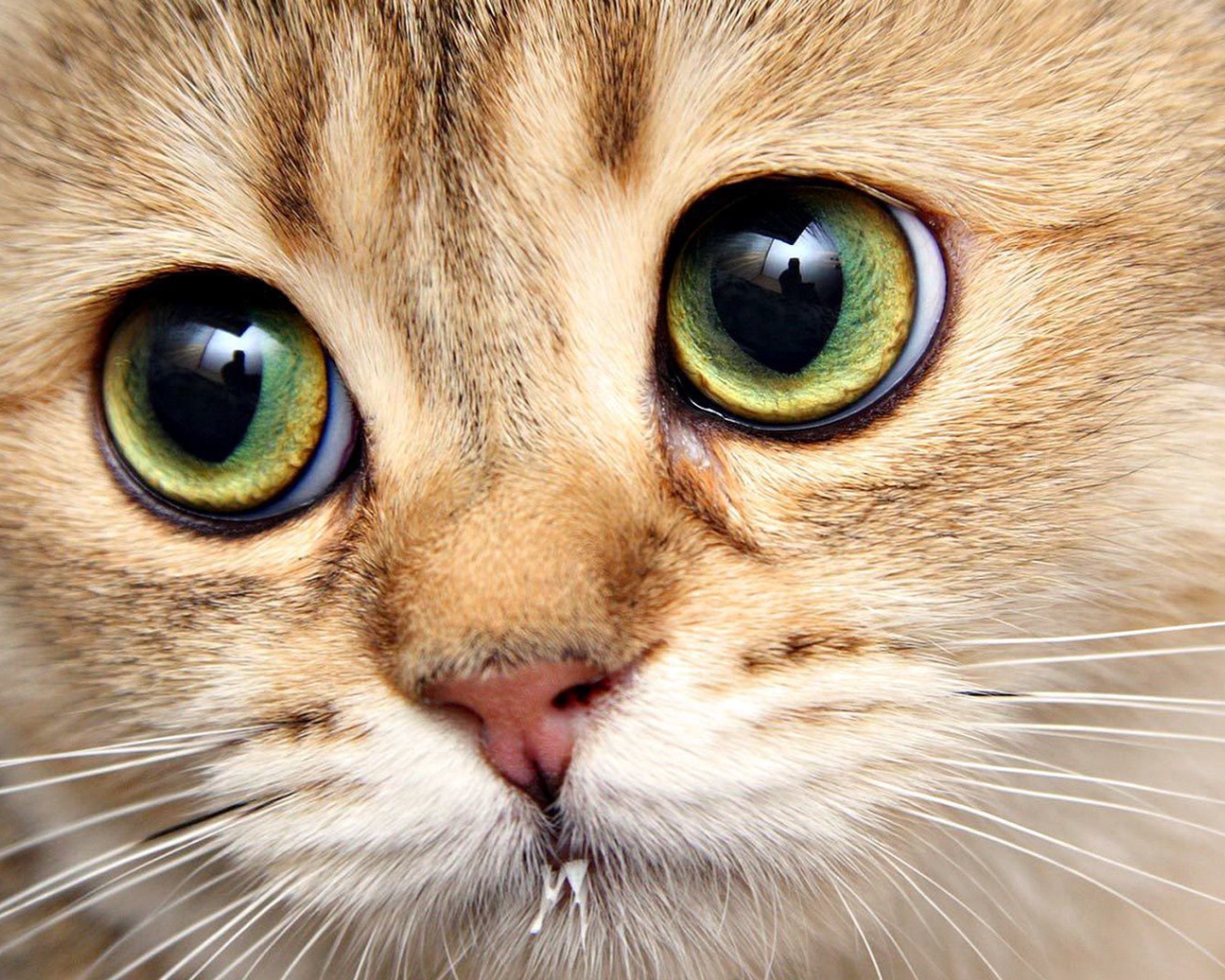 Котенок с выразительными глазами