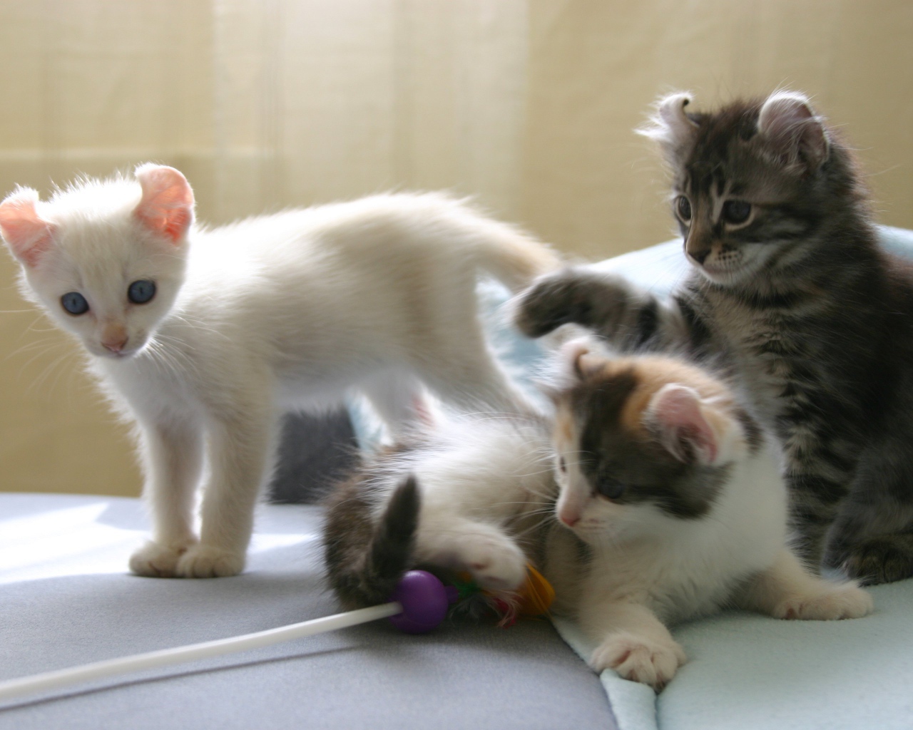 Котята породы американский керл