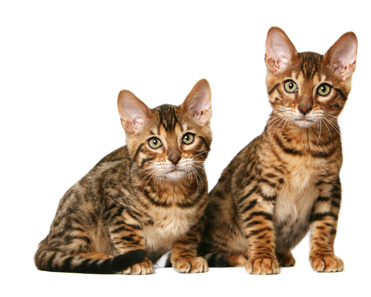 Котята калифорнийской сияющей кошки