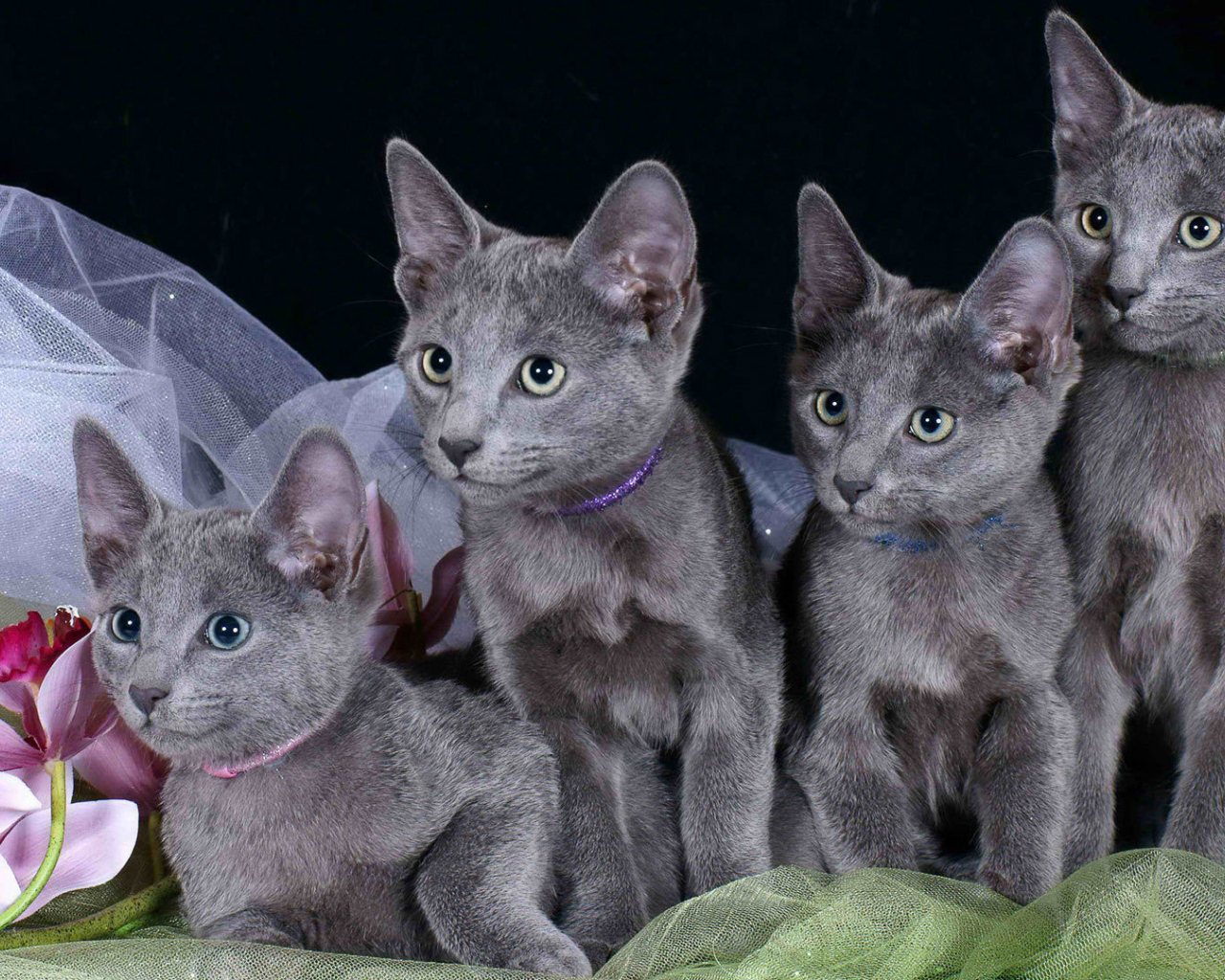 Котята русской голубой кошки