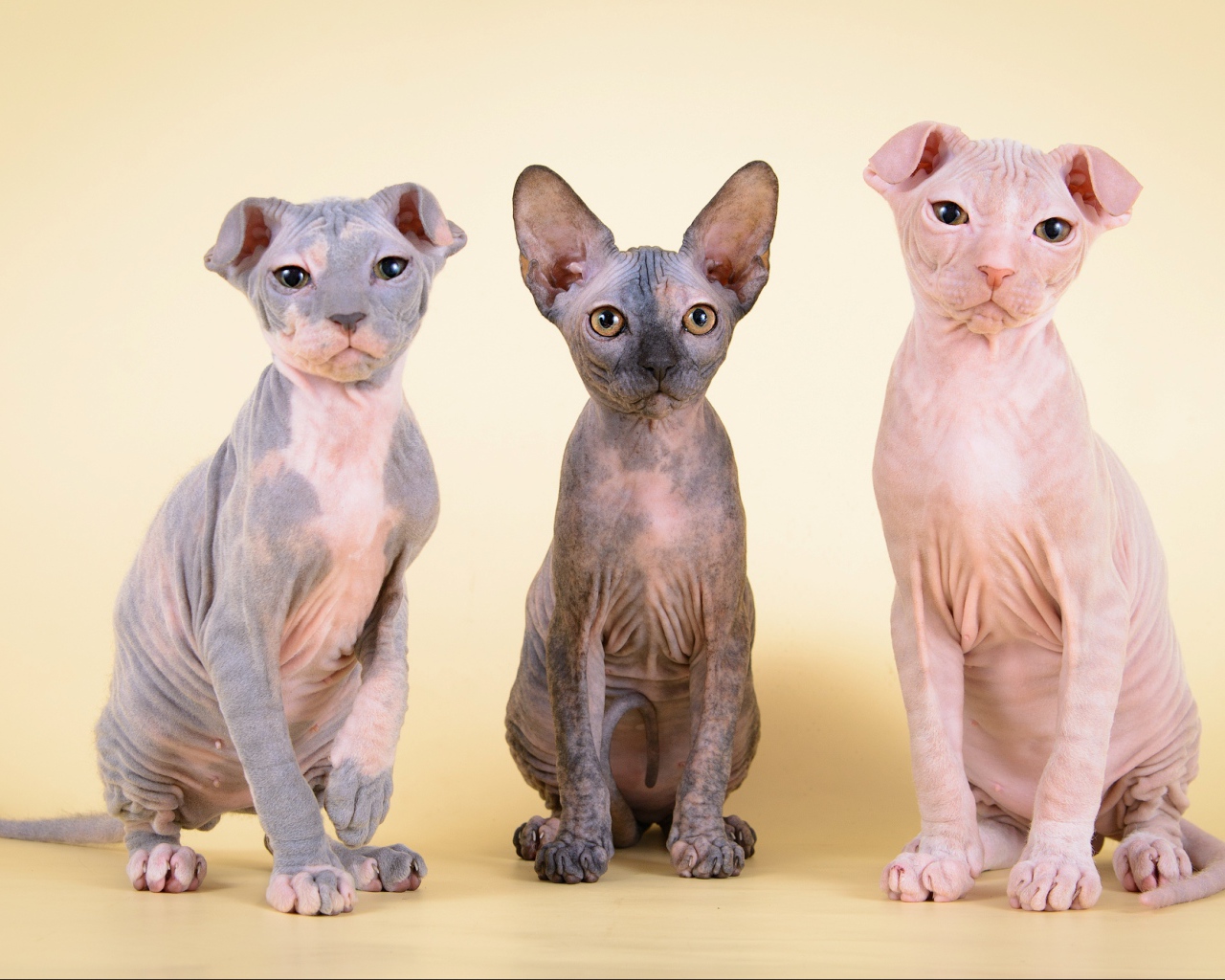 Котята украинский левкой