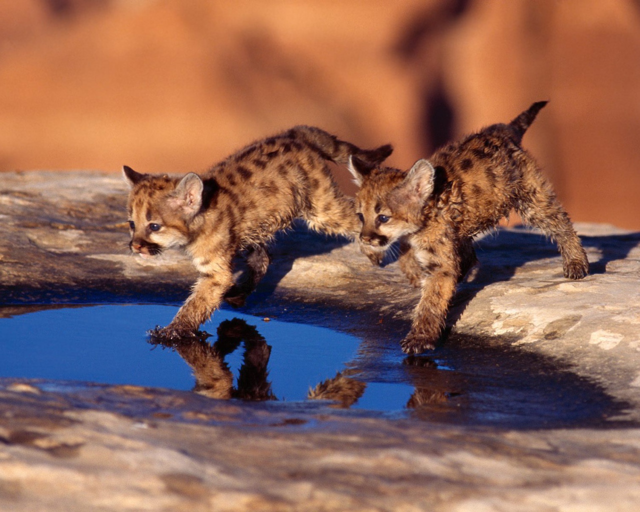 Котята бегут по воде