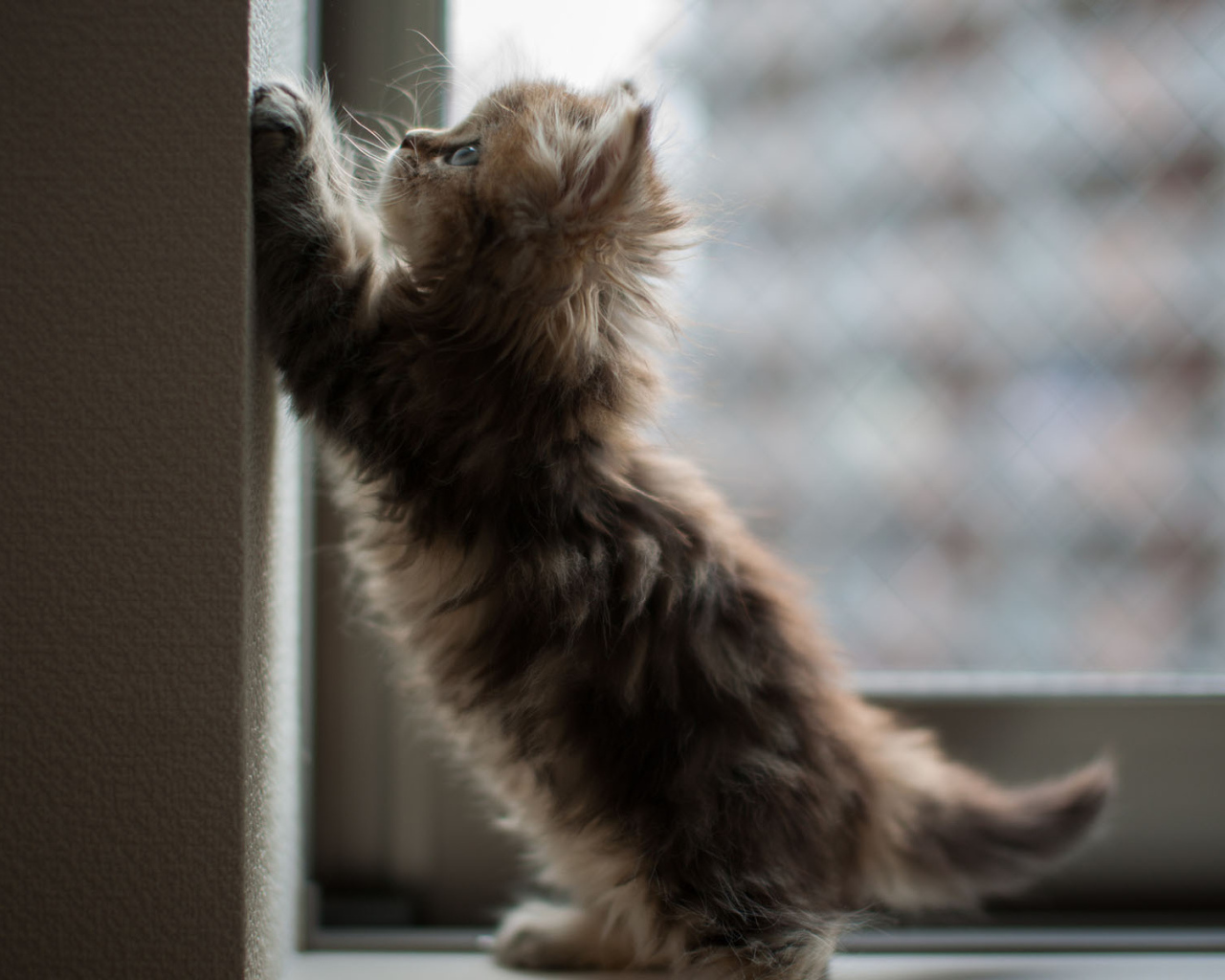 Котенок на окне