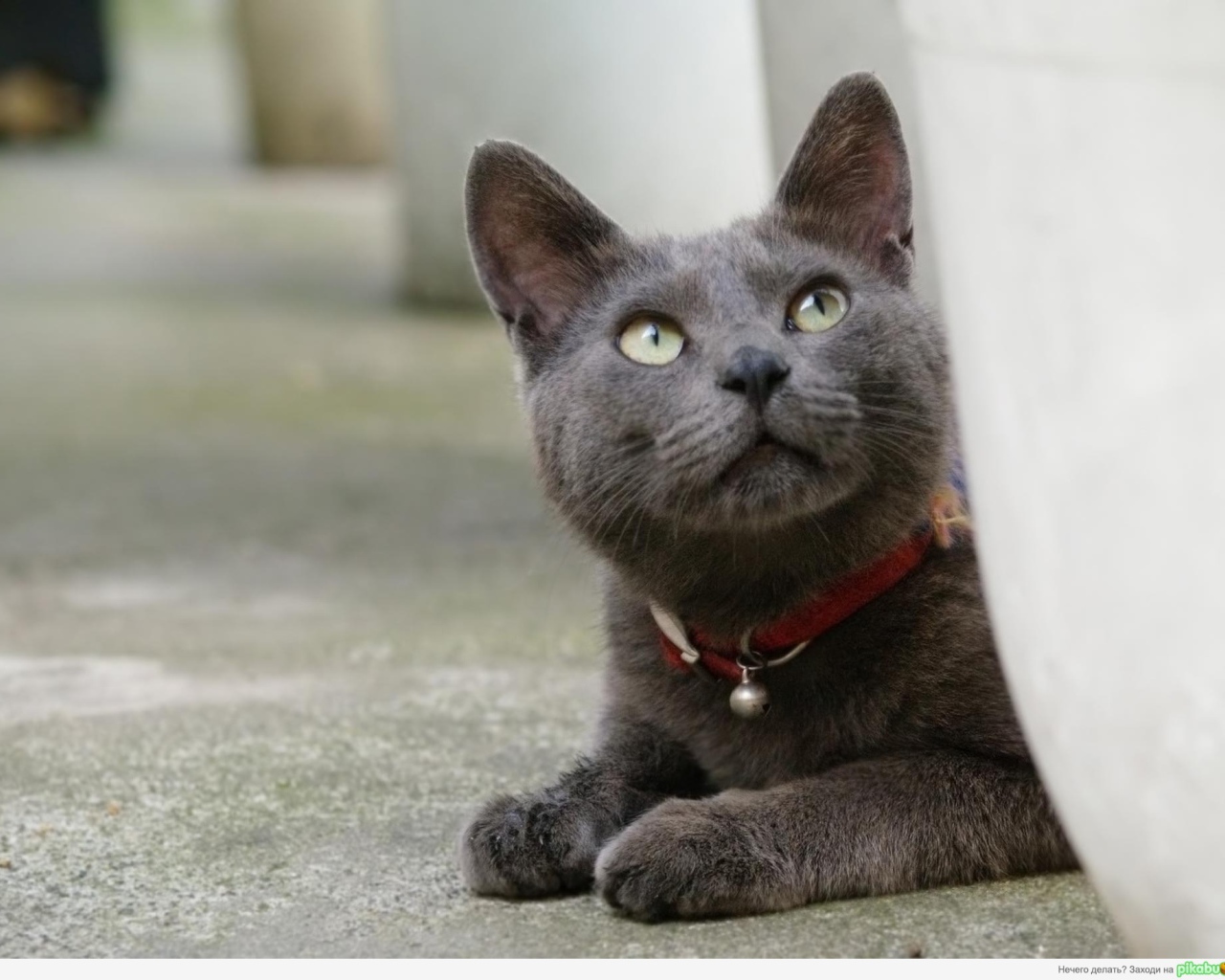 Кот корат смотрит вверх