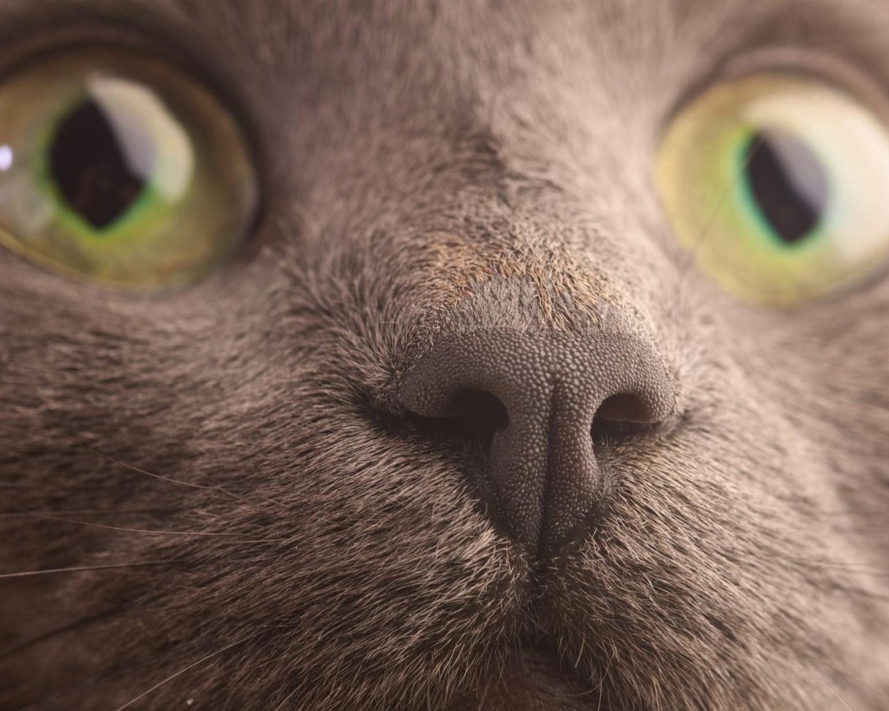 Мордочка кота корат